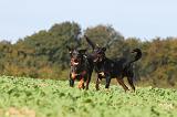 BEAUCERON 535